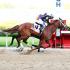 Oaklawn Live Racing